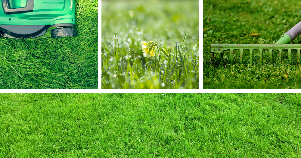 care tips for a healthy lawn collage