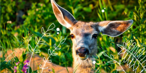 how to repel deer british columbia