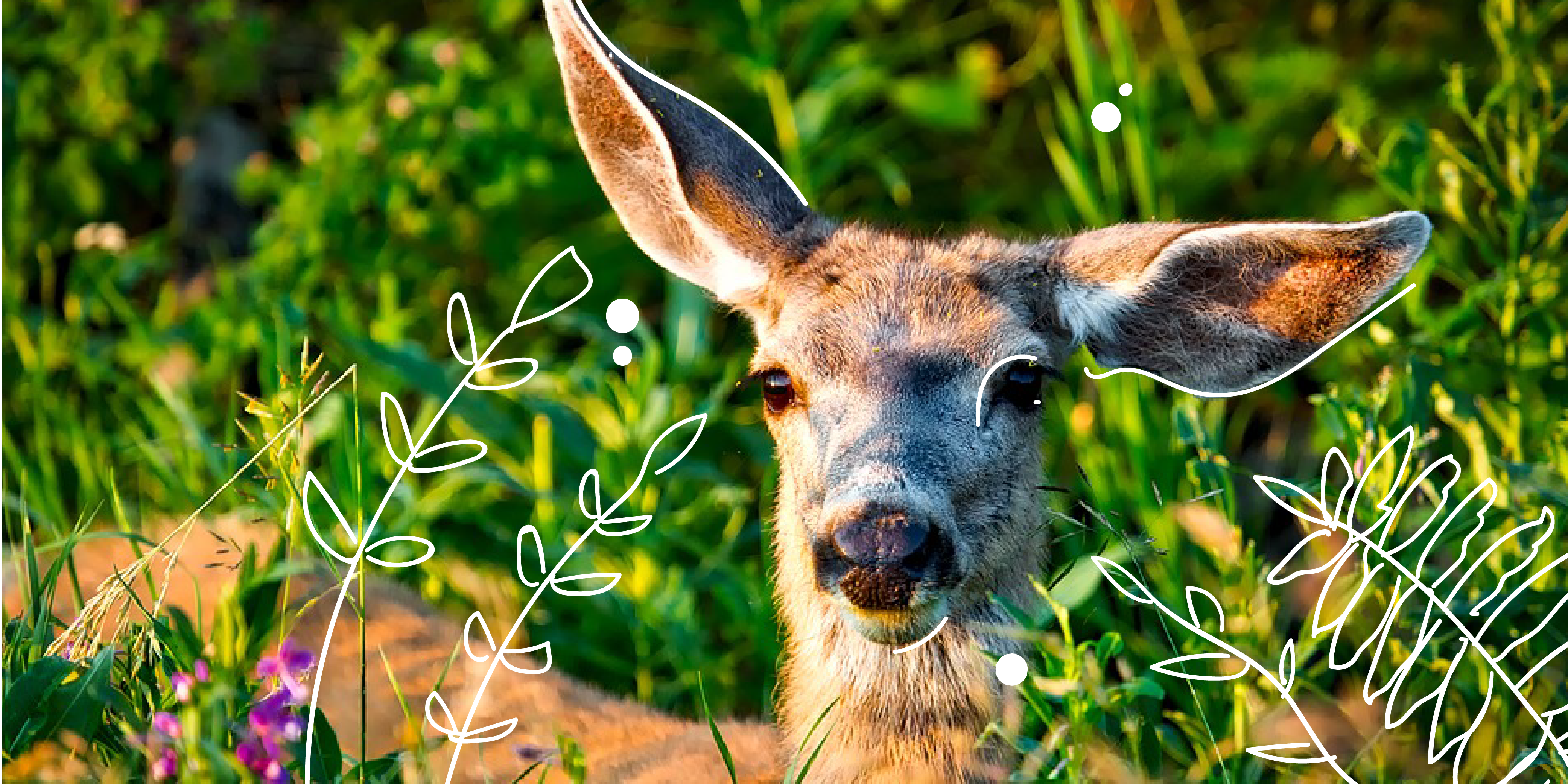 MNdeerfeature01 Mother Nature