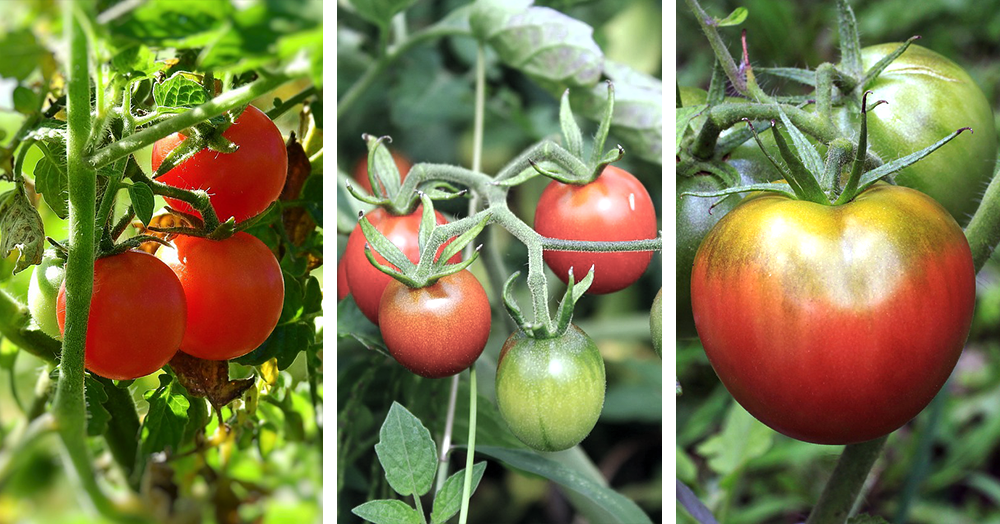 Tomato Plant Care - Mother Nature