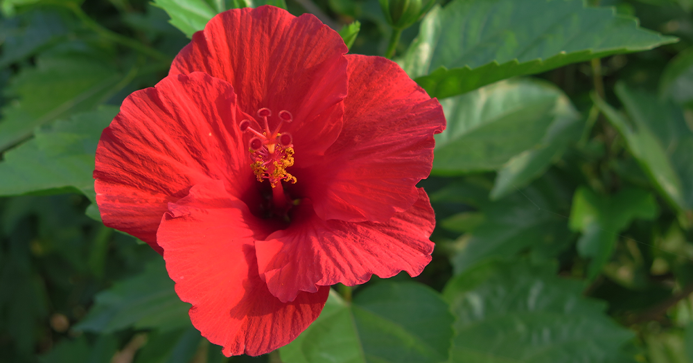 How to Care for Hibiscus Plants