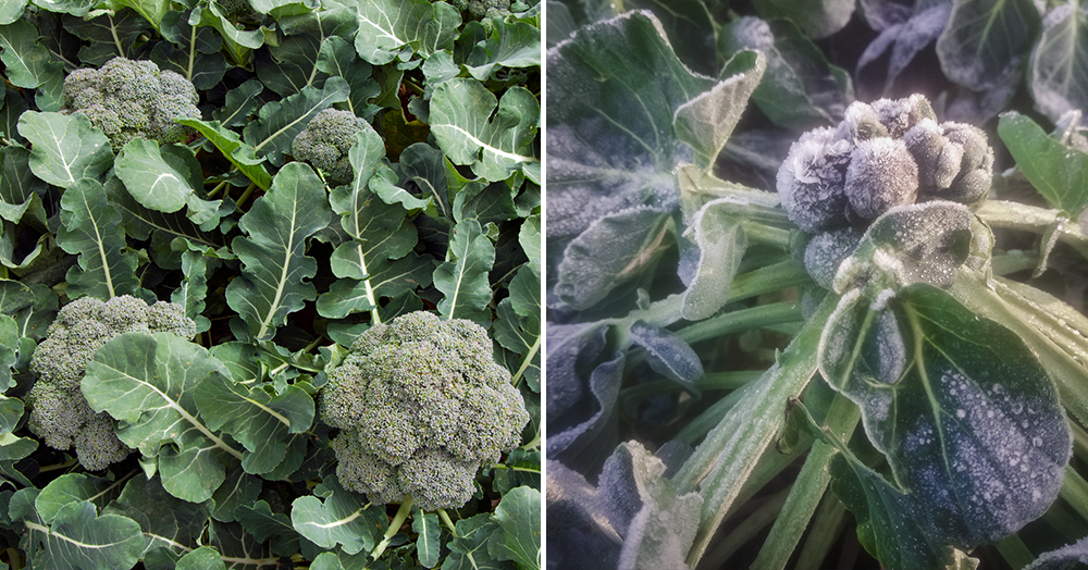 cold weather winter veggies broccoli brussels sprouts powell river