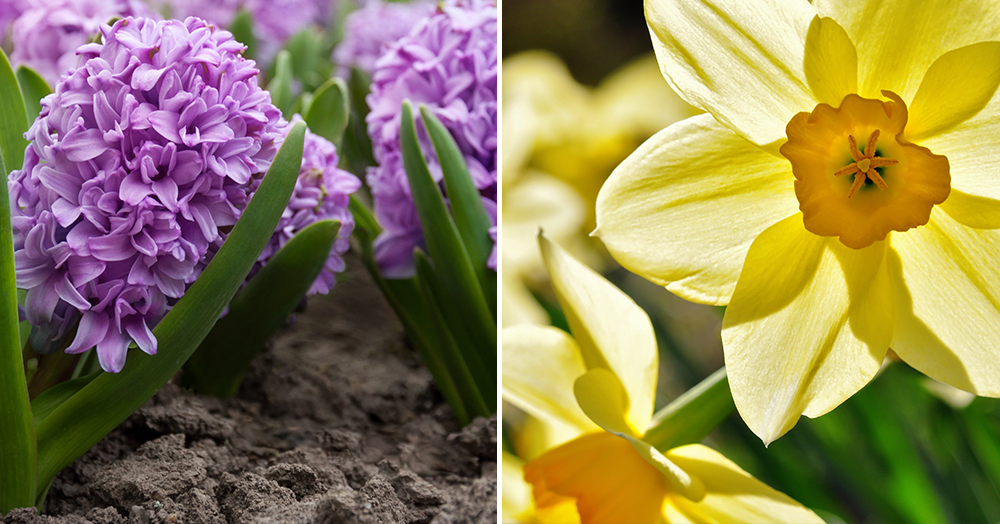 The Best Bulbs to Plant in Fall