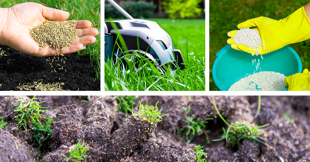 overseeding aerating fertilizing fall lawn care powell river