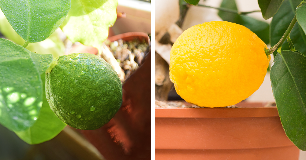 How to Grow Citrus Trees as Houseplants