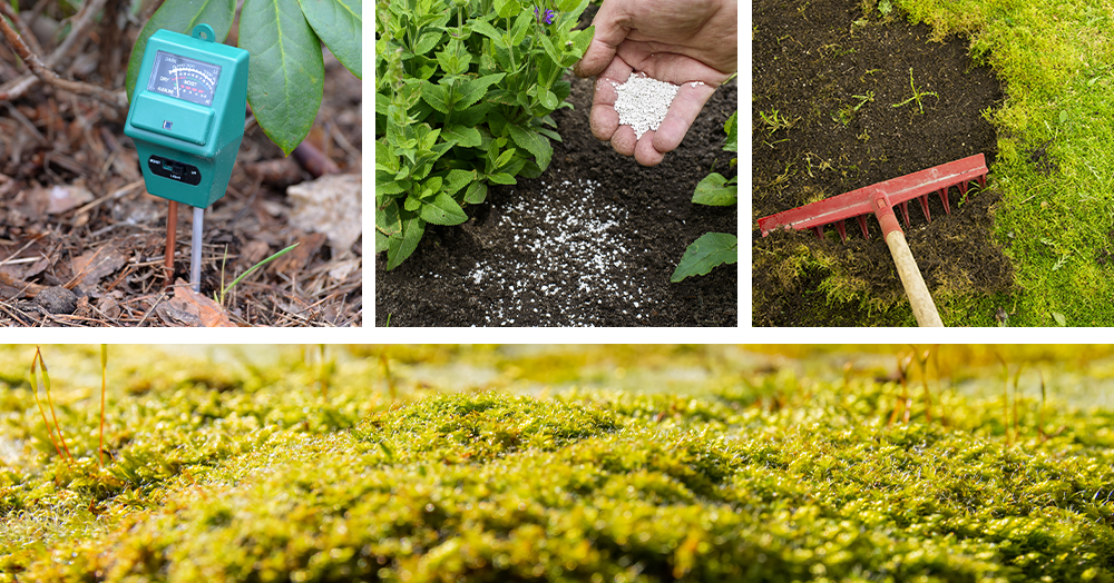 How to Kill Unwanted Moss in Your Garden and Flower Beds