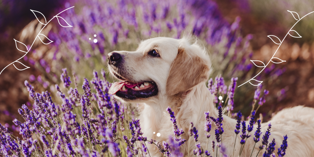 dog in lavender field mother nature