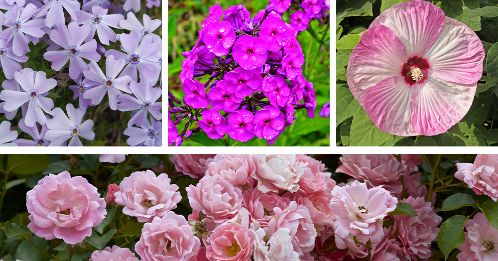 creeping phlox, garden phlox, hardy hibiscus, roses mother nature