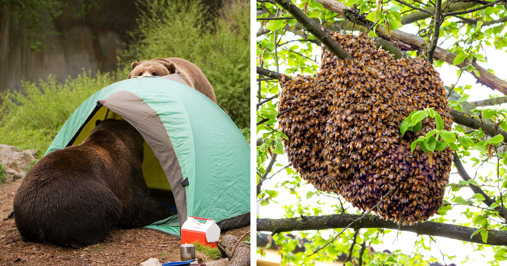 Bear-Proof Your Yard
