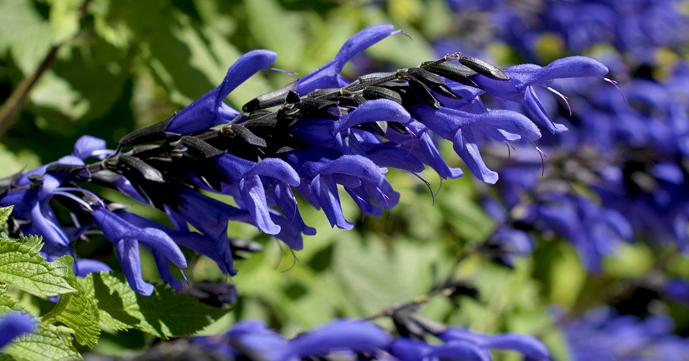 blue-salvia-mother-nature