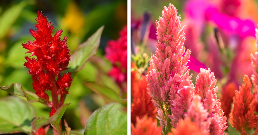 celosia-mother-nature
