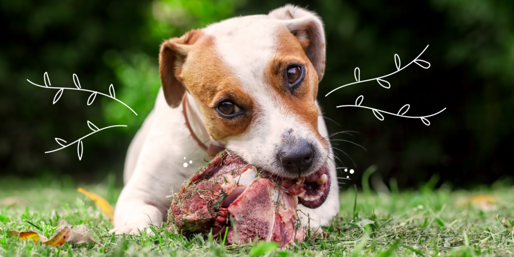 dog eating a raw bone on grass Mother Nature