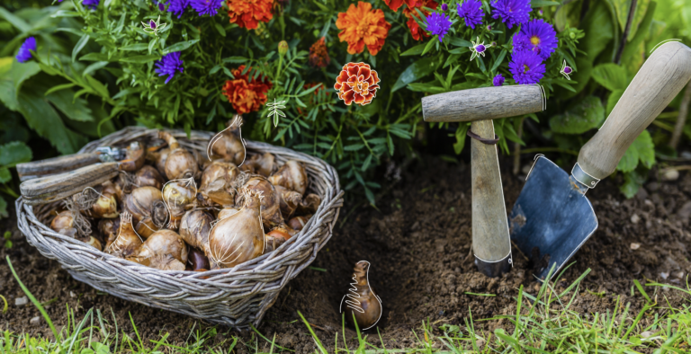 beginner's guide planting fall bulbs