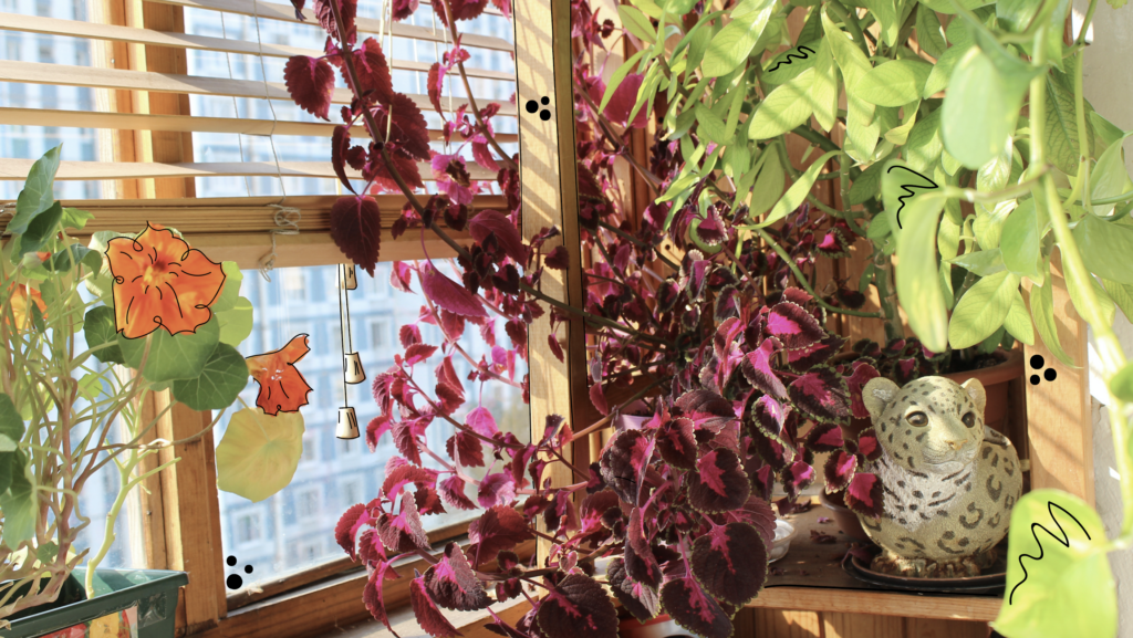 mother nature overwinter tropical outdoor houseplant