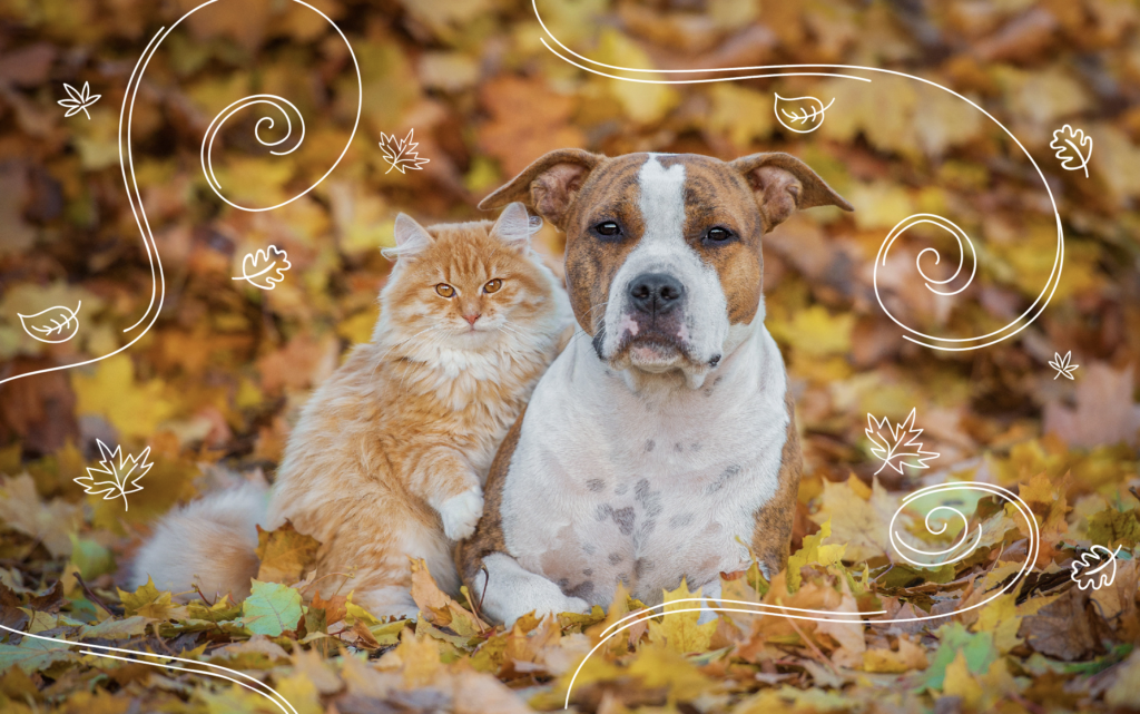 Which Pet Should You Get Quiz Mother Nature