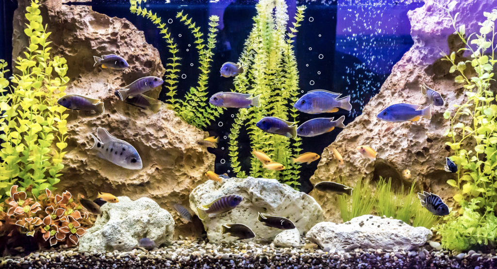 Getting Started Aquarium Basics Mother Nature