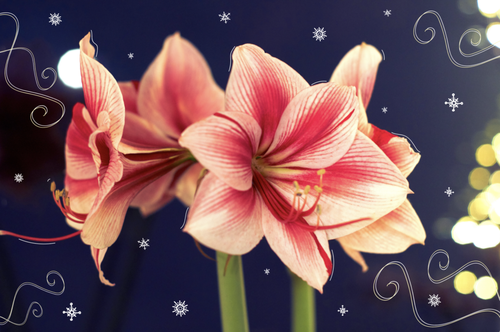 How to Force Amaryllis Mother Nature