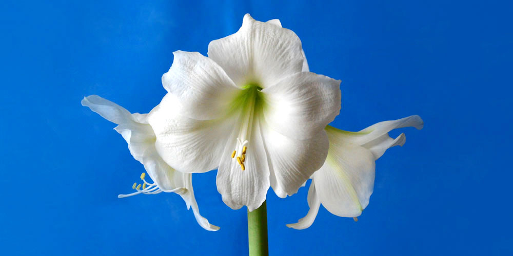 force amaryllis how to mother nature