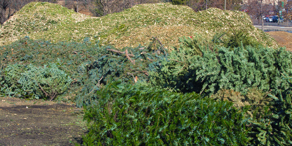 christmas tree recycling mother nature