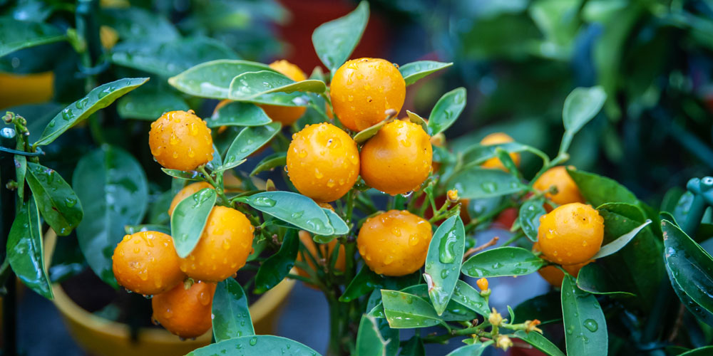 indoor citrus care mother nature