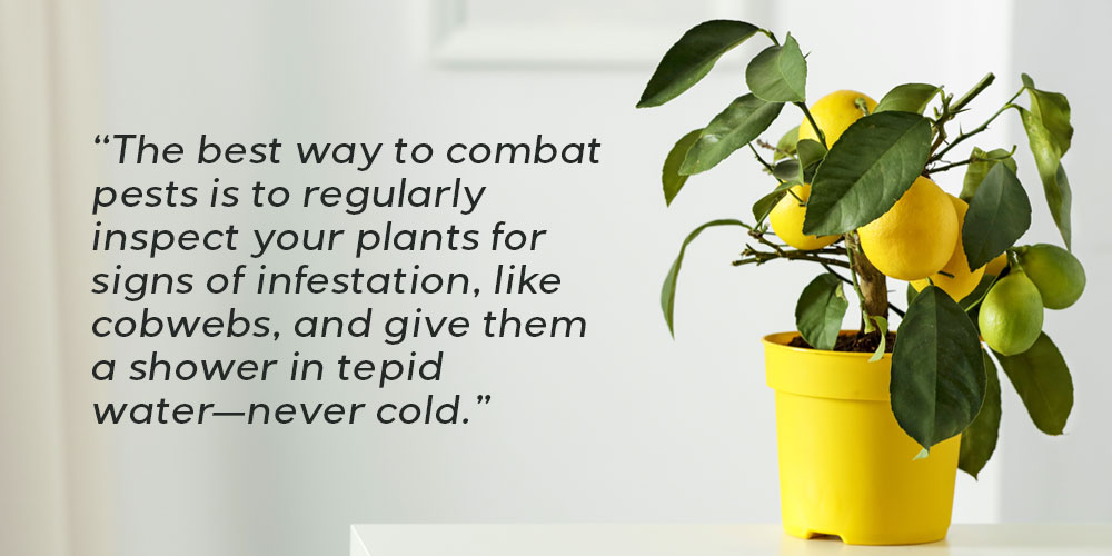 indoor citrus care mother nature