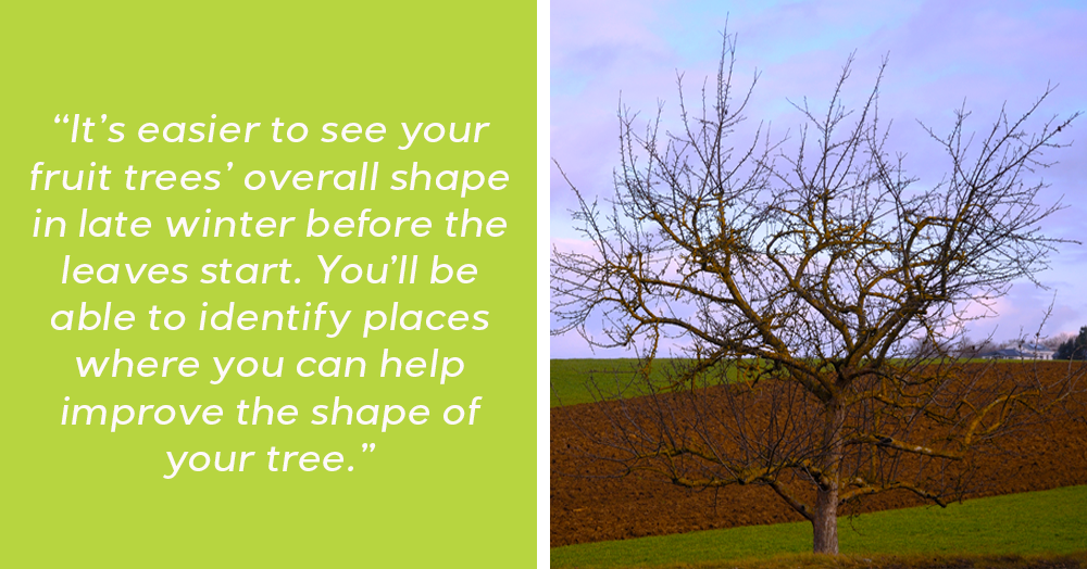 late winter fruit tree care mother nature
