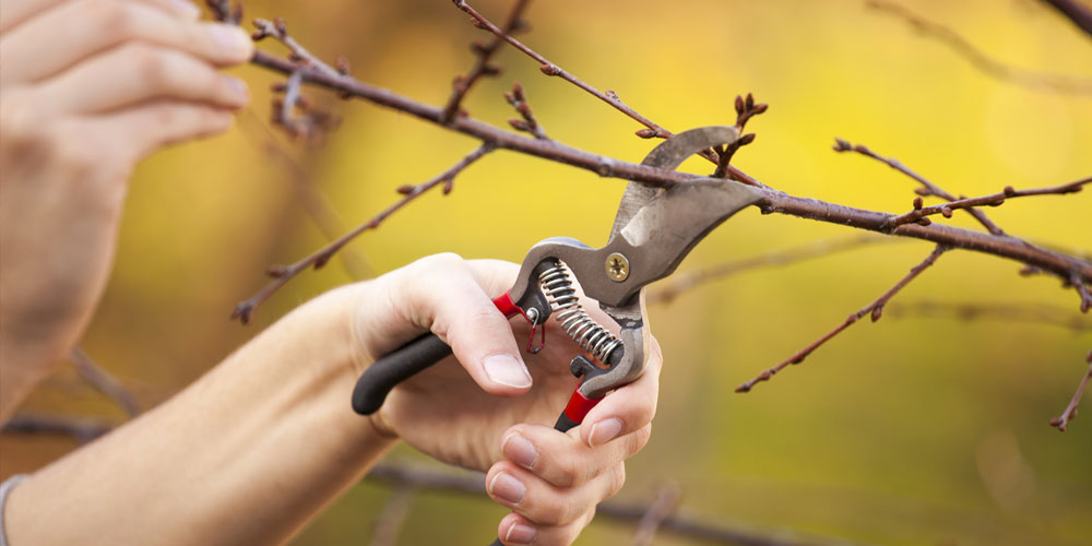 late winter fruit tree care mother nature