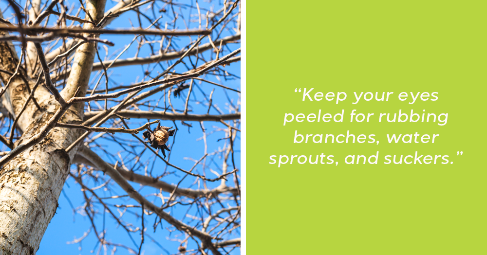late winter fruit tree care mother nature