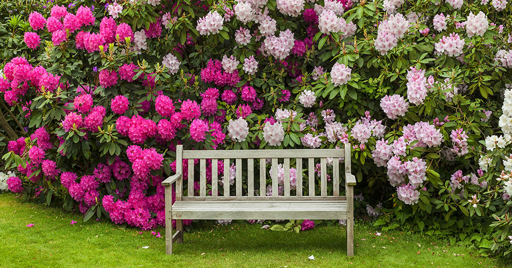 Caring for Rhododendrons Mother Nature