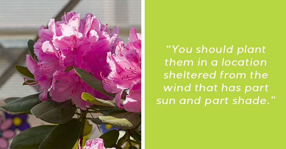 Caring for Rhododendrons Mother Nature