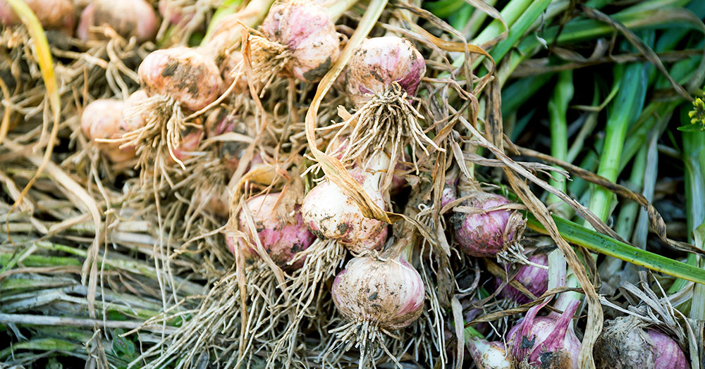 how to store fresh picked garlic Mother Nature
