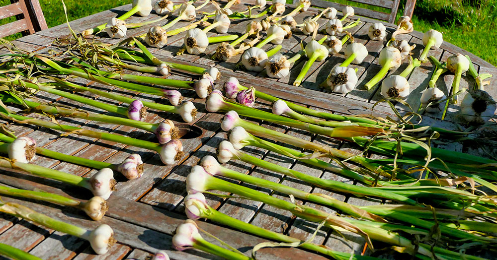 how to store fresh picked garlic Mother Nature