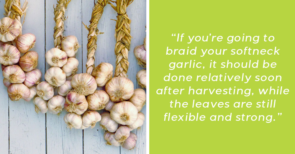 how to store fresh picked garlic mother nature