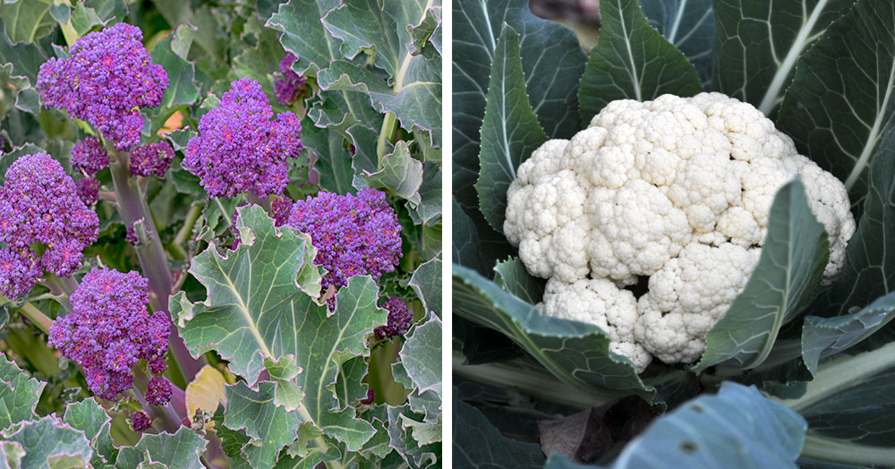 what veg can i plant now mother nature powell river