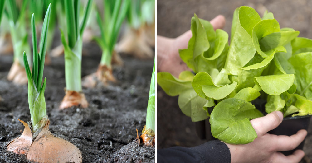 what veg can i plant now mother nature powell river