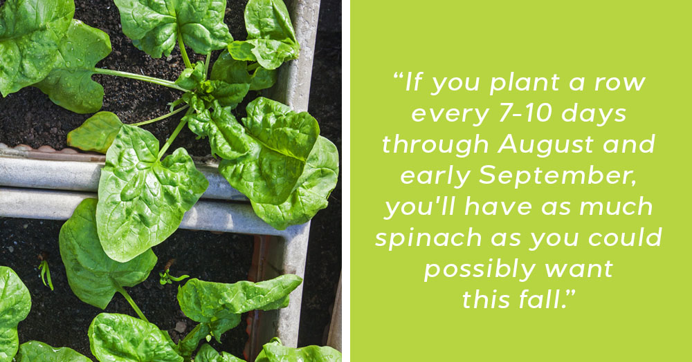 what veg can i plant now mother nature powell river