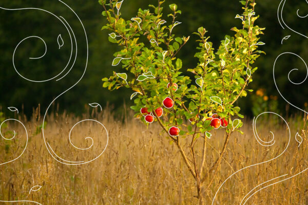 why fall is the best time to plant trees Mother Nature