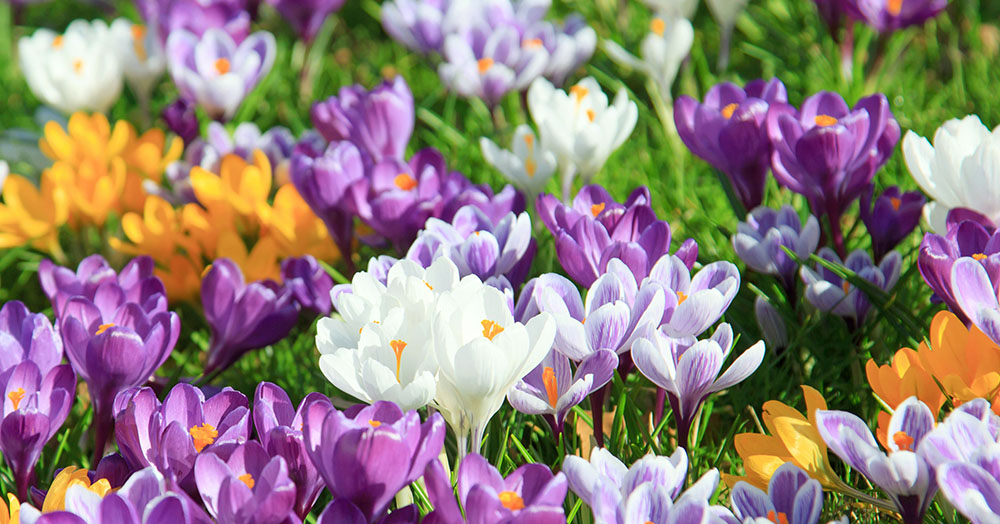 fall bulbs spring colour Mother Nature Powell river