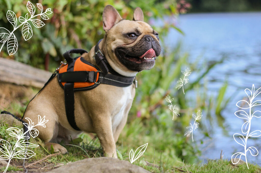 best harness for dog pulling Mother Nature