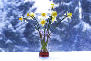 December birth flowers meanings