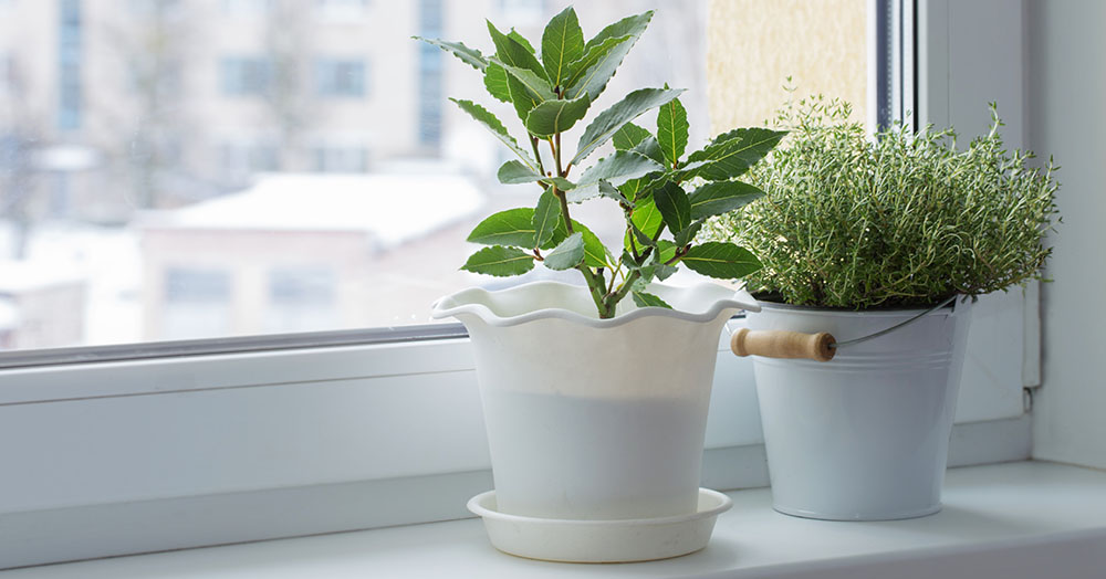 How to Care for Houseplants in Winter Mother Nature Powell River