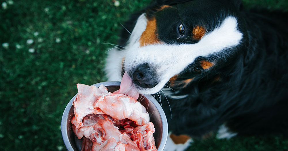 give your pet the gift of fresh breath mother nature powell river