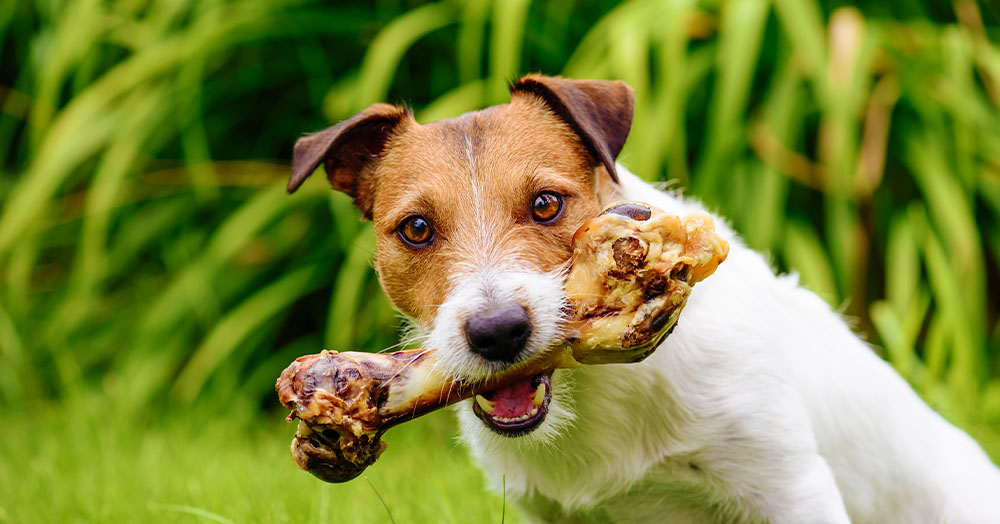 give your pet the gift of fresh breath mother nature powell river