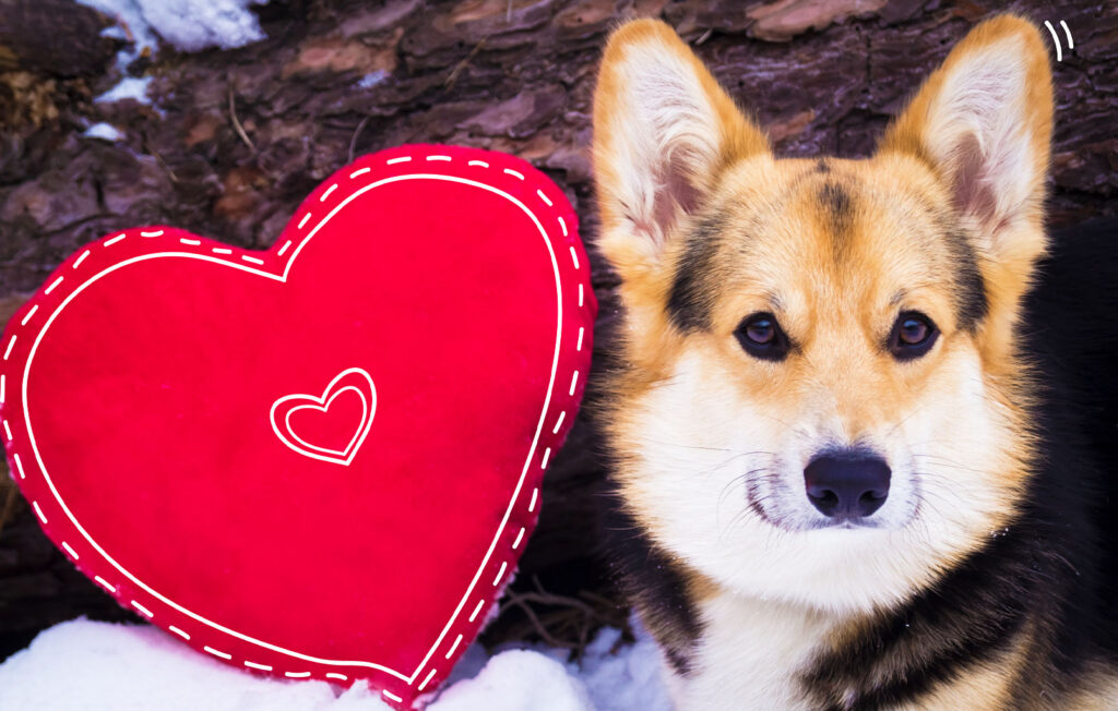 give your pet the gift of fresh breath mother nature powell river