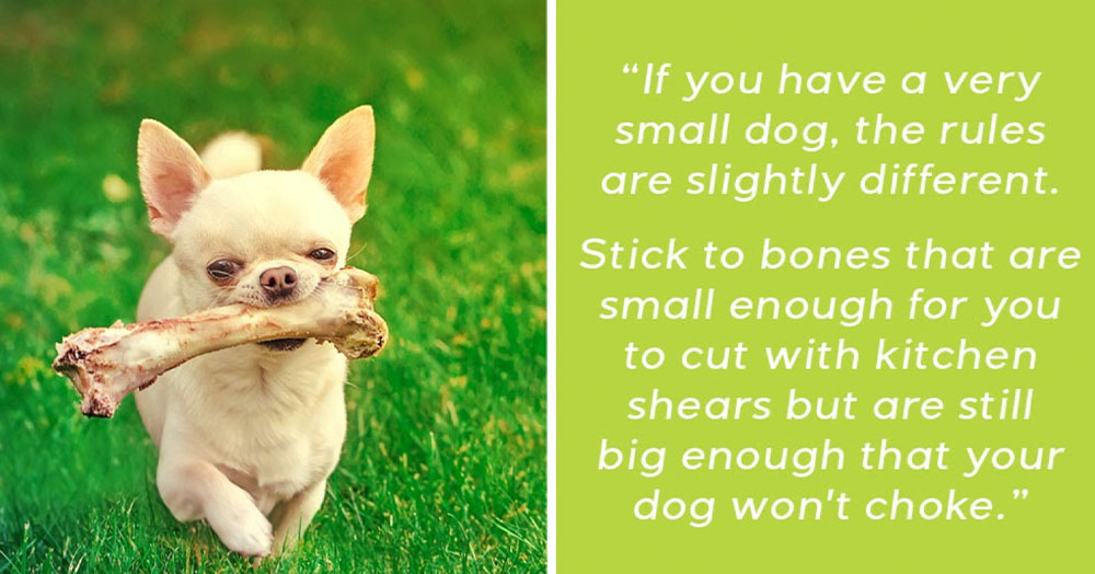 give your pet the gift of fresh breath mother nature powell river