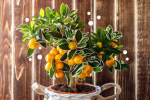 how to grow indoor winter citrus mother nature powell river