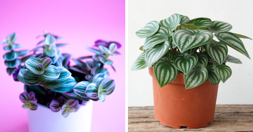 happy houseplants to beat the winter blues mother nature powell river