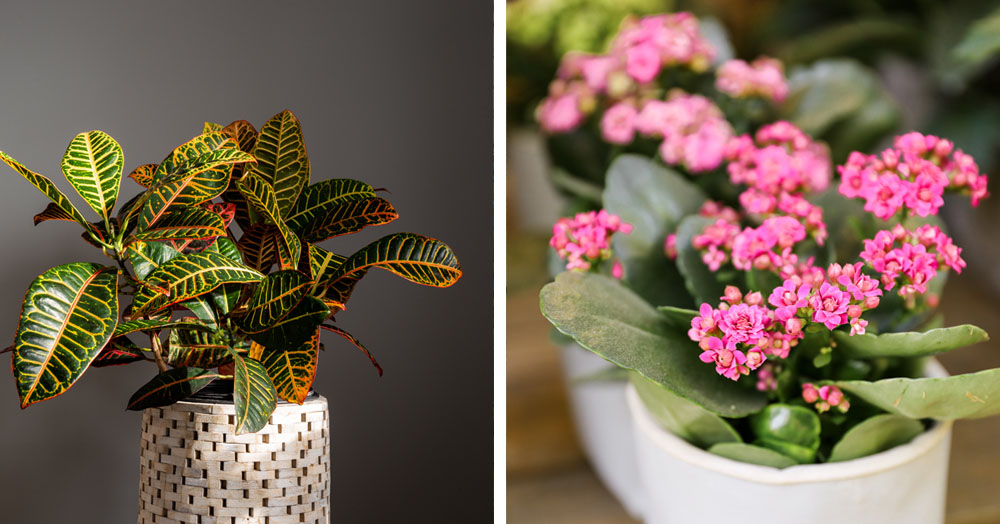 happy houseplants to beat the winter blues mother nature powell river