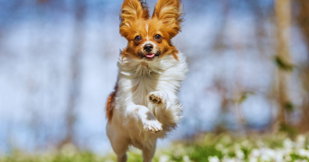 dog having springtime fun running and jumping