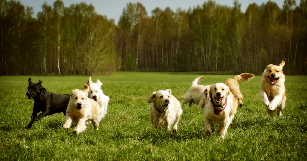 dogs having springtime fun running